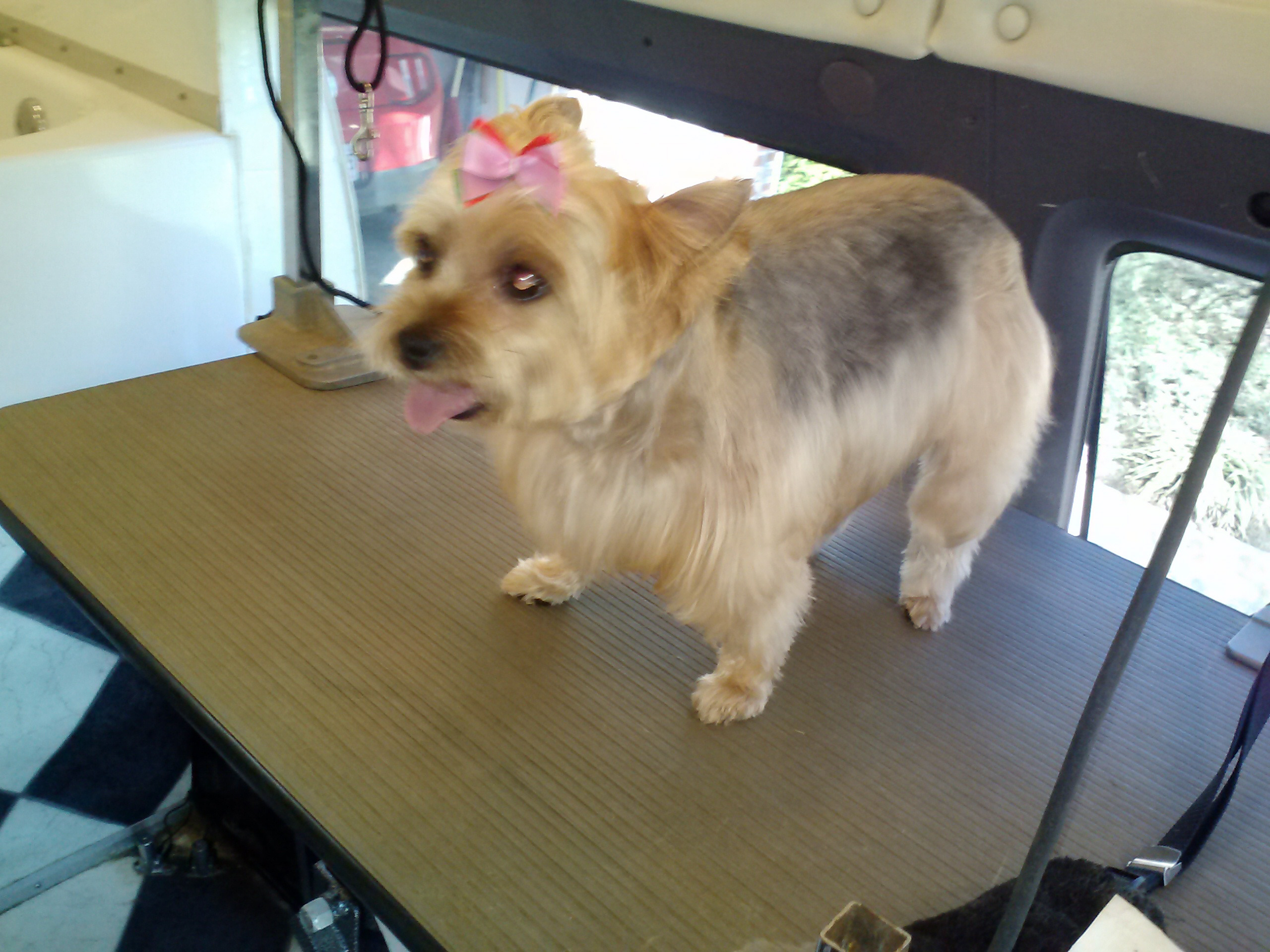 The Groovy Groomer Client Photo