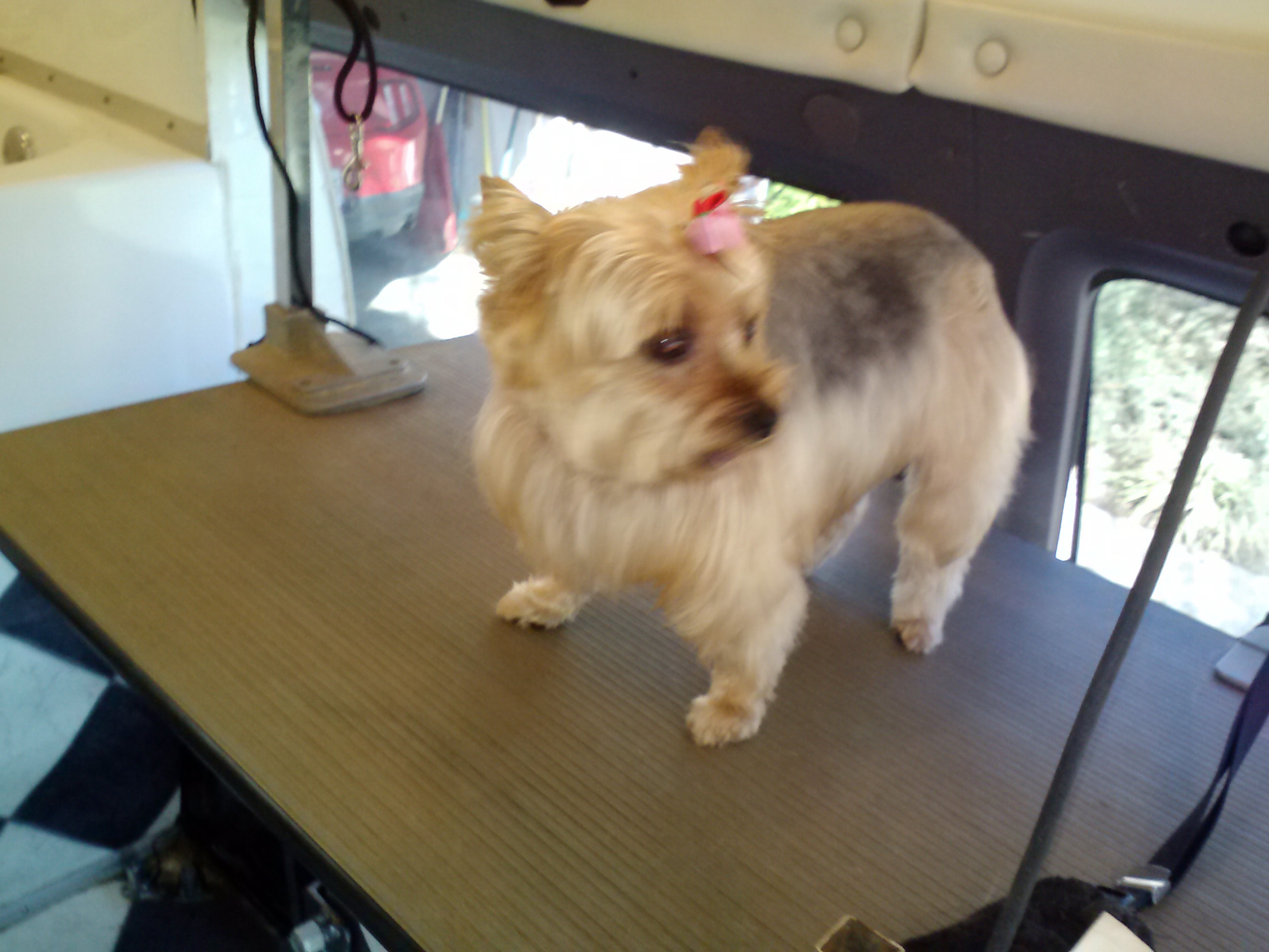 The Groovy Groomer Client Photo